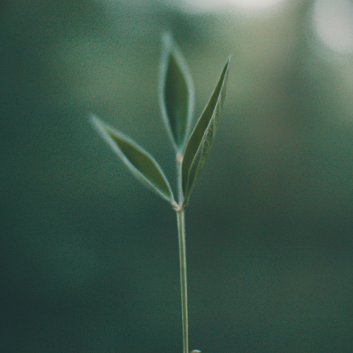 Bitterstoffe - Warum sie dein Wohlbefinden unterstützen können (und warum wir sie kaum noch essen)