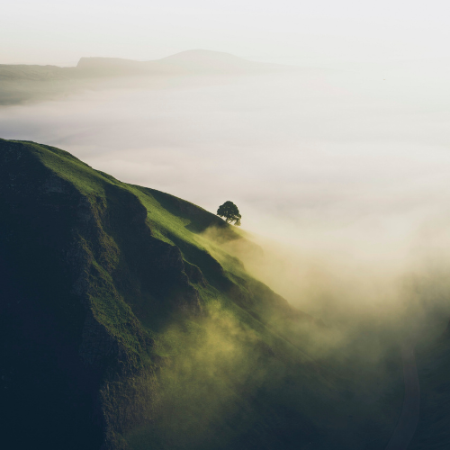 Bitterstoffe für Magen, Leber & Balance warum wir sie wieder brauchen