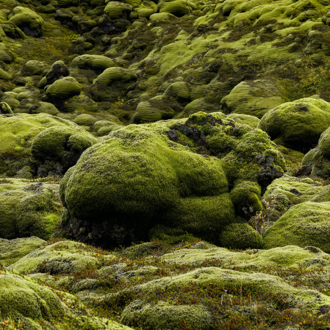 Bio Greens – Warum grüne Superfoods dein Alltag Upgrade sein können