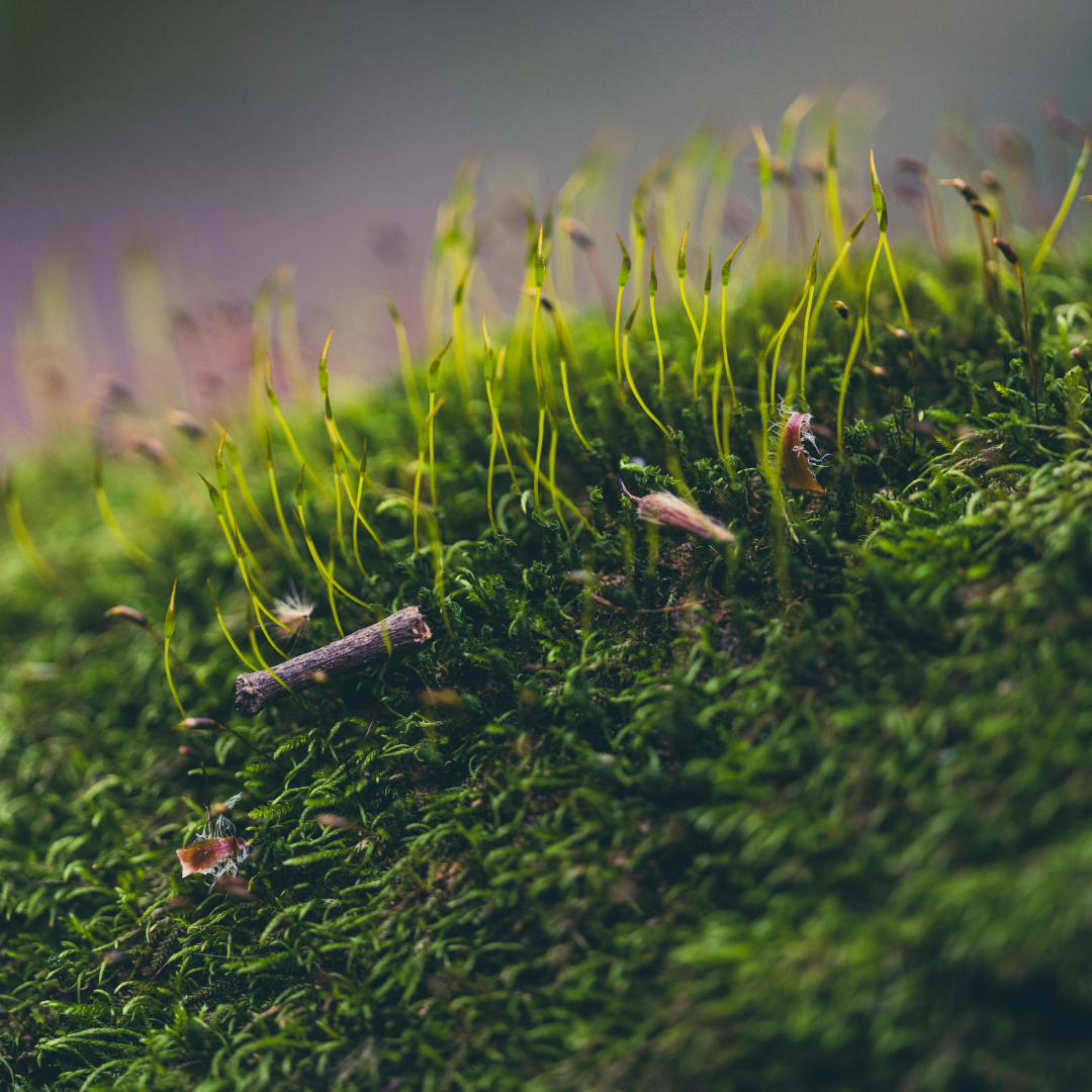 Spirulina, Moringa & Co. Die Bio-Greens-Inhaltsstoffe im Detail