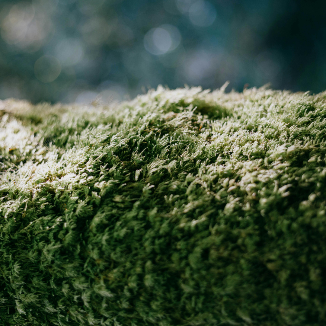 Bio Greens im Alltag – Anwendung, Detox-Phasen & Routinen